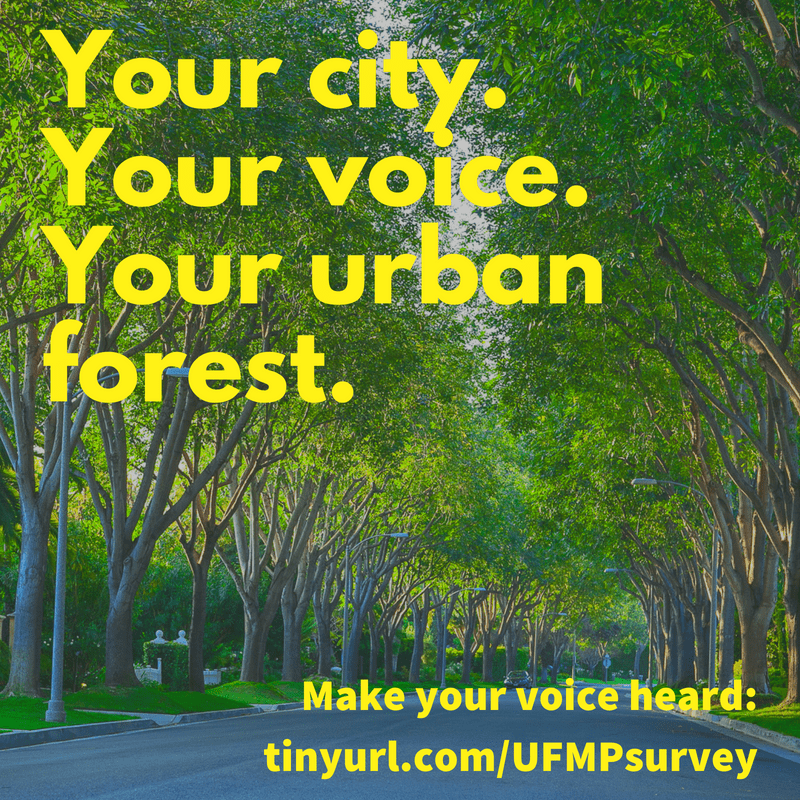 Share Your Opinion on the City’s Trees & Help Shape LA’s Urban Forest Management Plan